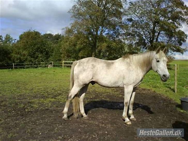 Anden særlig race Silver - Silver på fold. billede 5