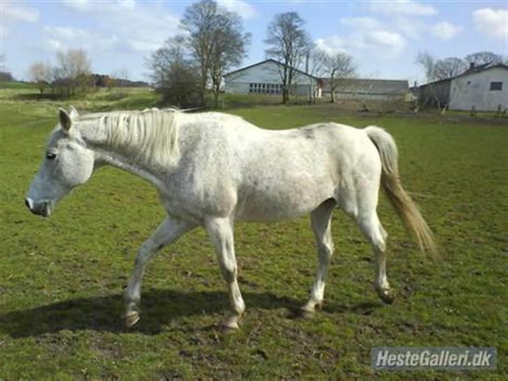 Anden særlig race Silver - Silver på fold. billede 6