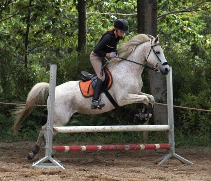 Anden særlig race Silver - lidt useriøst hygge spring, bare se hans øjne når vi springer selvom det er lille :) billedet er taget af Birgitte Bak ! billede 7