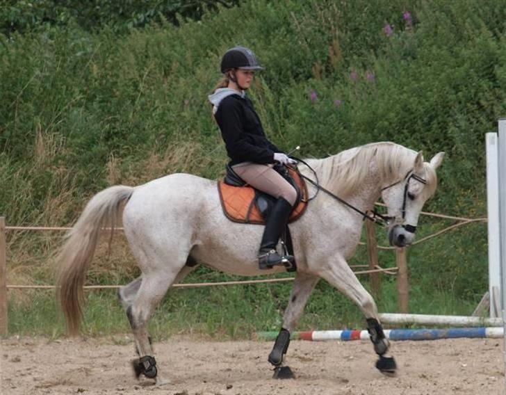 Anden særlig race Silver - lidt hygge ridning. billedet er taget af Birgitte Bak ! billede 8
