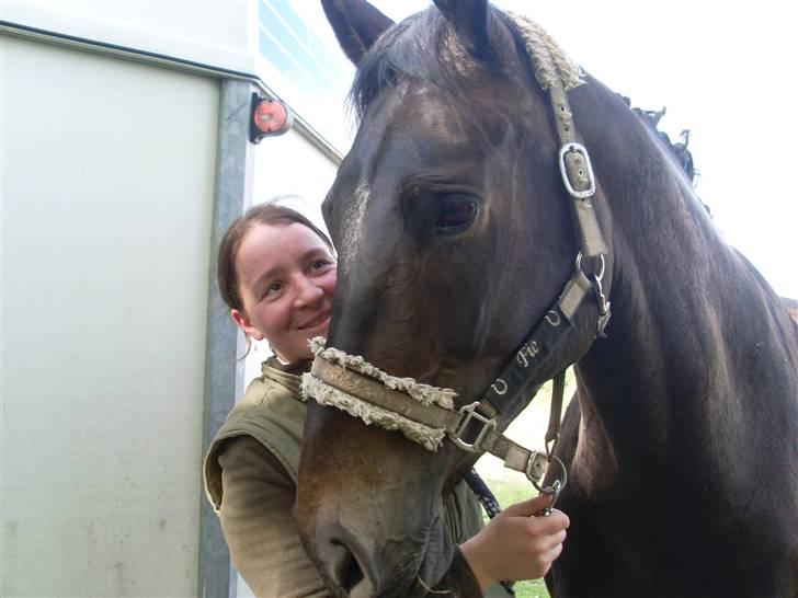 Dansk Varmblod Fie  billede 18