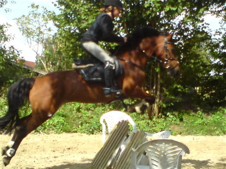 Anden særlig race Nørremarks Dunja billede 18