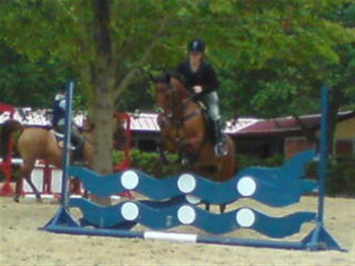 Anden særlig race Nørremarks Dunja billede 19