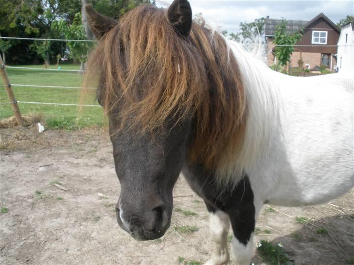 Shetlænder Aggi billede 12