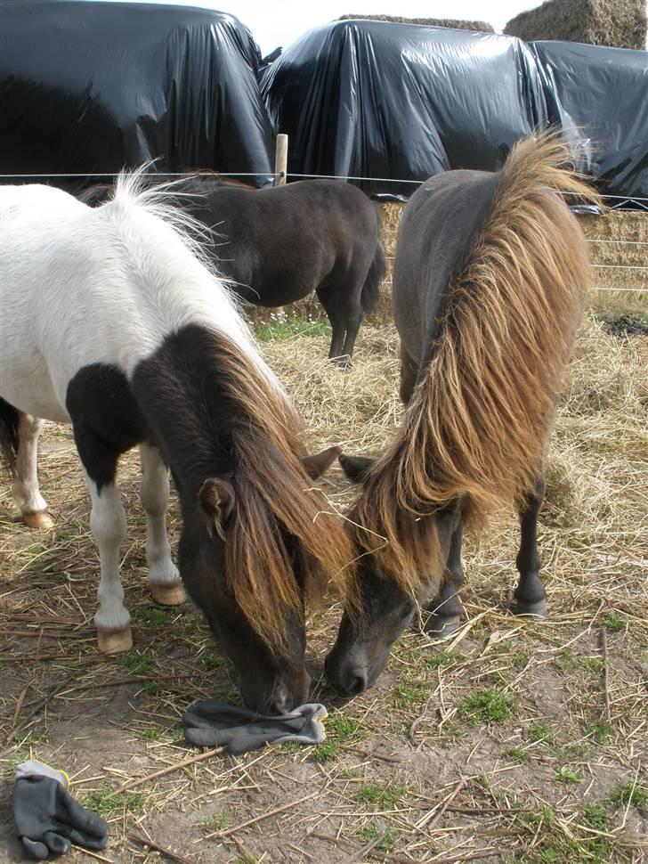 Shetlænder Aggi billede 13