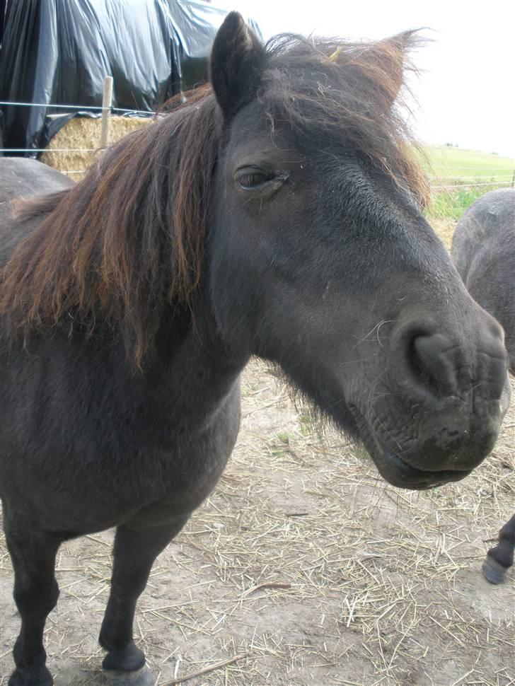 Shetlænder Tulle billede 15