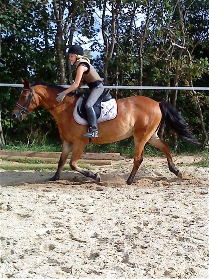 New Forest Rozannas Violet - Fede pølse Violet :-D<3 billede 12