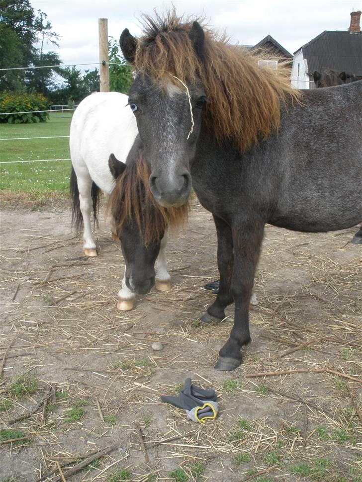 Shetlænder Lillegårdens La Mar Bella billede 10