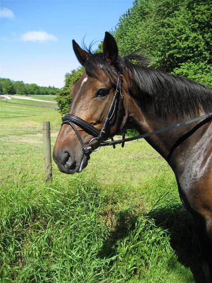 Traver Lady´s Chill - Smukke Gudinde.   Foto: Jeanet billede 1
