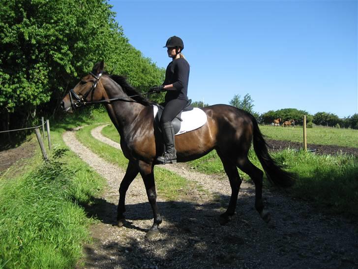 Traver Lady´s Chill - Lady´s chill og Mia    Foto: Jeanet. billede 5