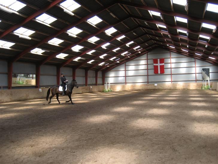 Traver Lady´s Chill - Dagen med vores første stævne    Foto: Jeanet. billede 6
