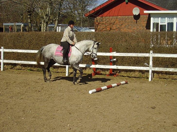 Trakehner Betania af Gadebjerggaard R.I.P billede 9