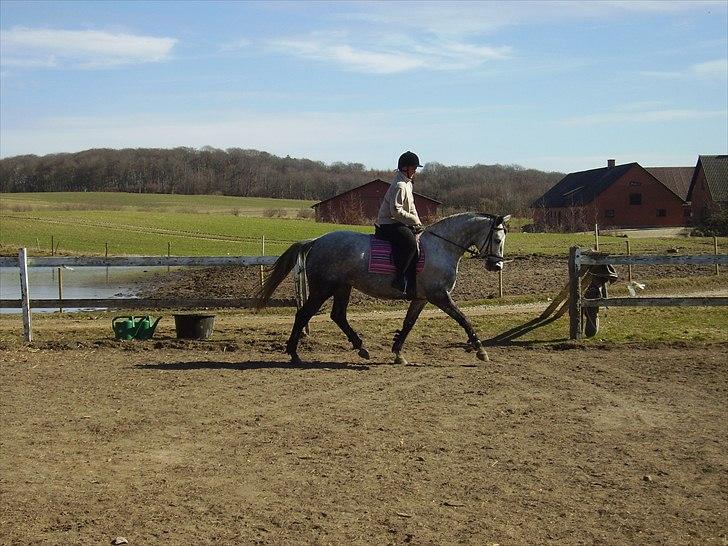 Trakehner Betania af Gadebjerggaard R.I.P billede 10