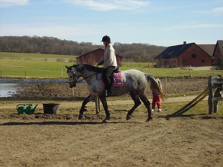 Trakehner Betania af Gadebjerggaard R.I.P billede 11