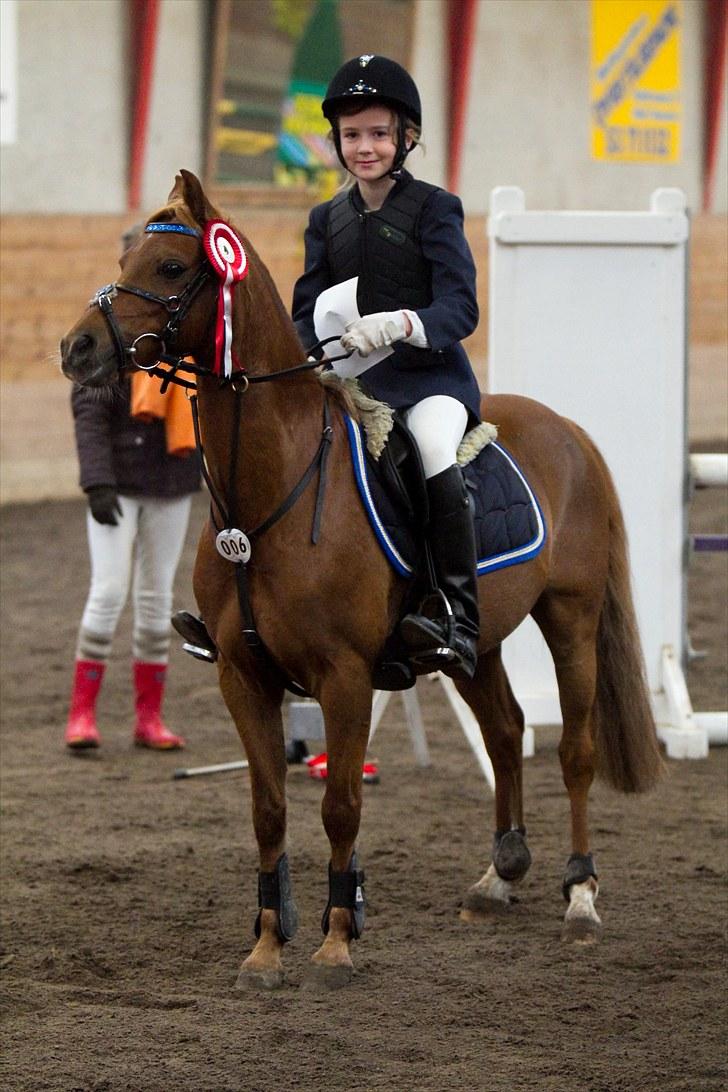 Welsh Pony (sec B) Ysselvliedt's Gipsy Boy - 1.præmie lb faxe :0) billede 7
