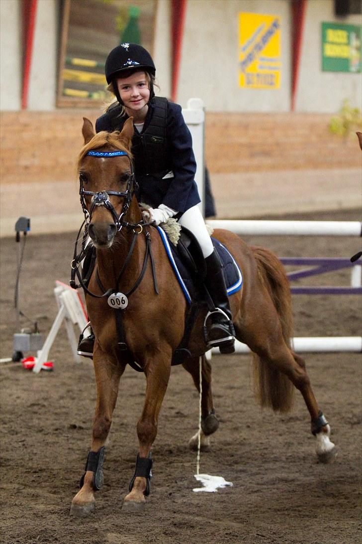 Welsh Pony (sec B) Ysselvliedt's Gipsy Boy - Stævne Faxe skulle lige tisse da han ventede på 1. præmie :0) billede 20