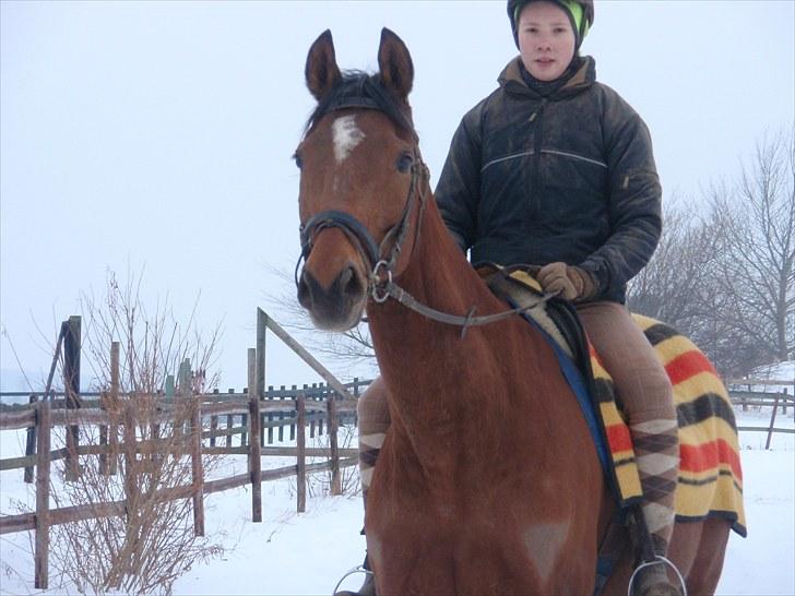 Fuldblod (XX) Little Wing - 7# Lille i sneen ! (Foto; Silke) billede 7