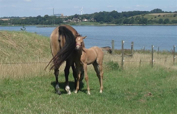 Welsh Partbred (Sec F) Daugaards Magnifique - 23 dage billede 18