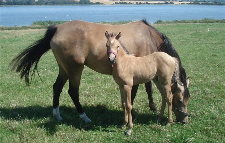 Welsh Partbred (Sec F) Daugaards Magnifique - 23 dage billede 20