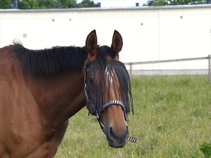 Fuldblod (XX) Little Wing - 10# NYT Lille på græs (Foto; Mig) billede 10