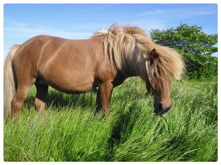 Islænder Frenja fra Ellidshøj  billede 9
