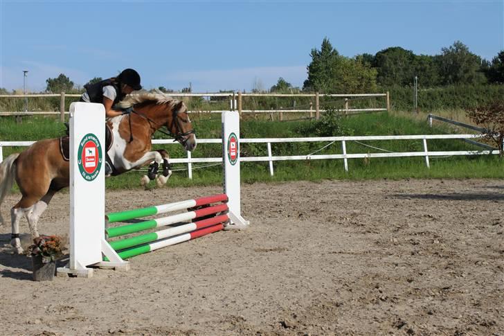 Pinto Hestehavens Julius  billede 18