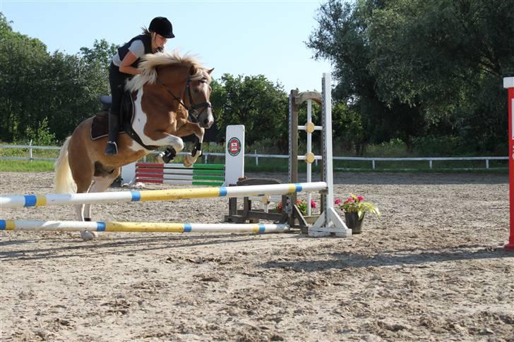 Pinto Hestehavens Julius  billede 20