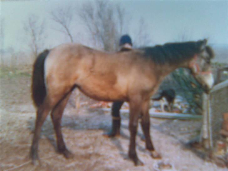 Anden særlig race Fenella - baby Fenella 11 måneder billede 7