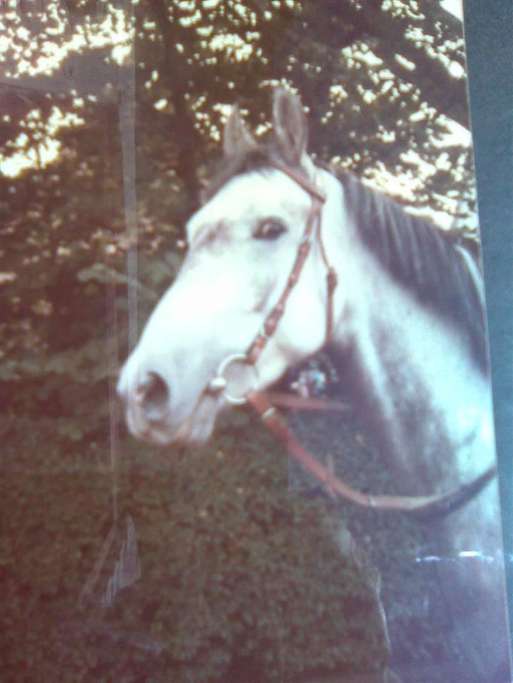 Anden særlig race Fenella - min dejlige pige.  billede 8