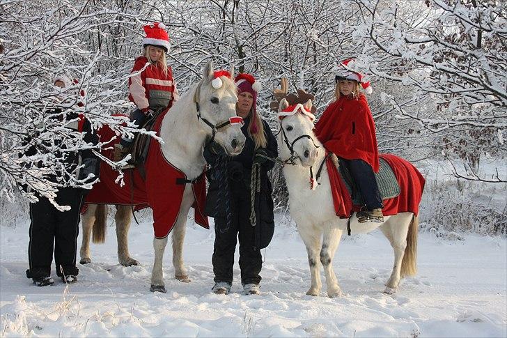 Anden særlig race Fenella - fenella og anemone & lærke og herkules juletur 2010 billede 11