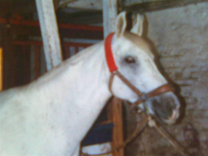 Anden særlig race Fenella - i stalden hos Egelund.  billede 12