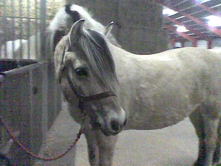 Fjordhest Tulle - tulle smiler til kamara:) billede 1