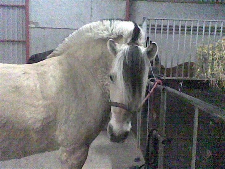 Fjordhest Tulle billede 2