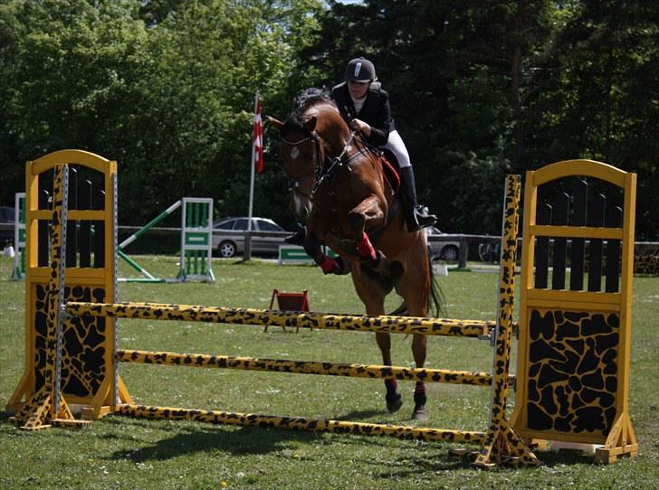 Dansk Varmblod †Chapman- DH<3 R.I.P :'(† - 16. stævne i SRR d. 6.6.2010 (:  fotograf: JMP billede 16