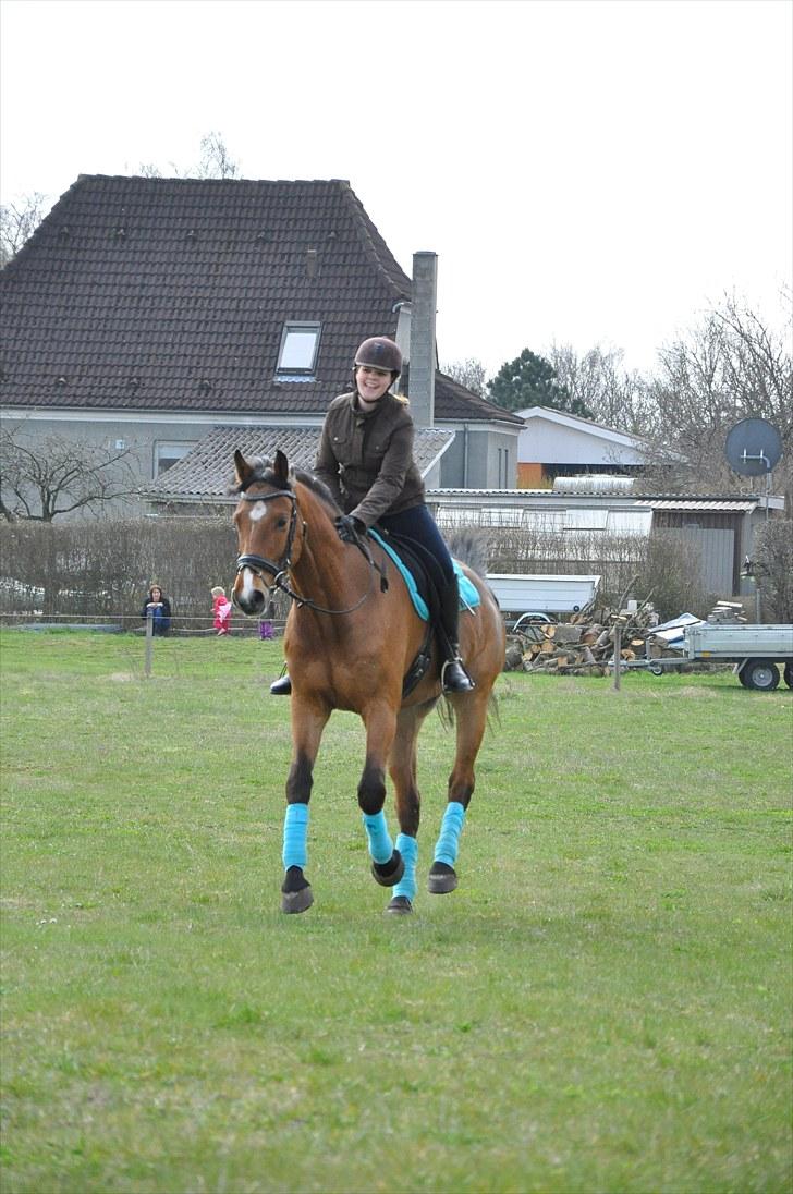 Dansk Varmblod †Chapman- DH<3 R.I.P :'(† - 17. galop på springbanen (: JH-foto billede 17