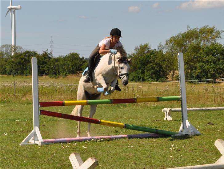Welsh Pony (sec B) AHLEGAARDS BAHLOU B-PONY {L} - Fotograf: Louise Dyreborg. (95cm) billede 18