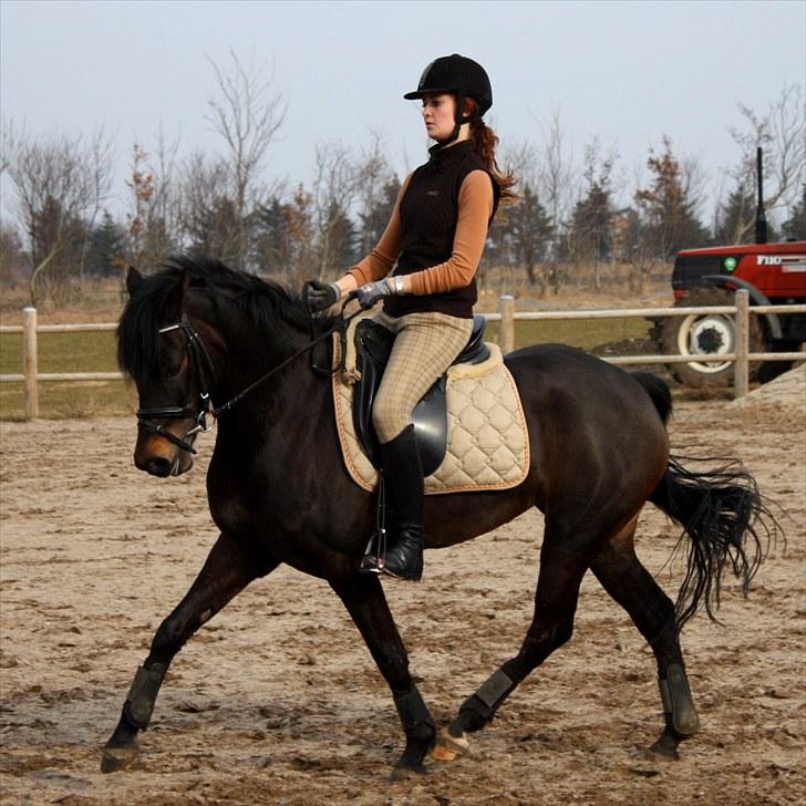 New Forest Mandy - Træning marts 2010, Fotografen Line Bjerre billede 4
