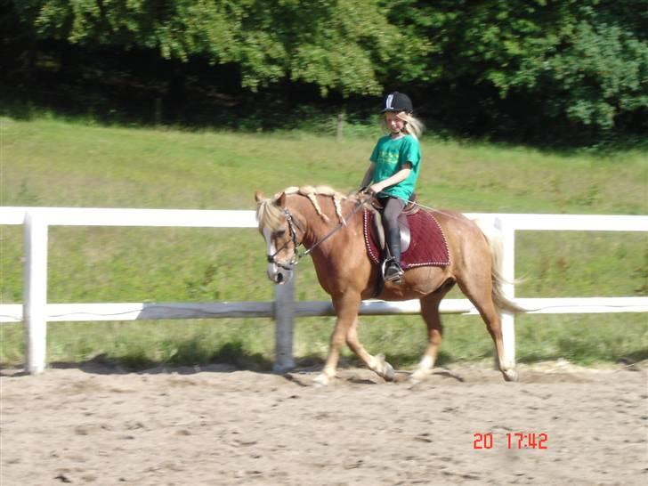 Anden særlig race Jack *AFLIVET SAVNER DIG* billede 17