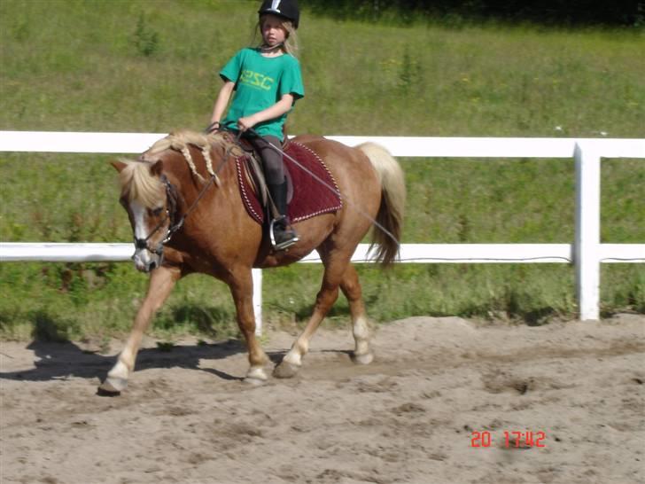 Anden særlig race Jack *AFLIVET SAVNER DIG* billede 18