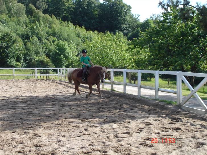 Anden særlig race Jack *AFLIVET SAVNER DIG* billede 19