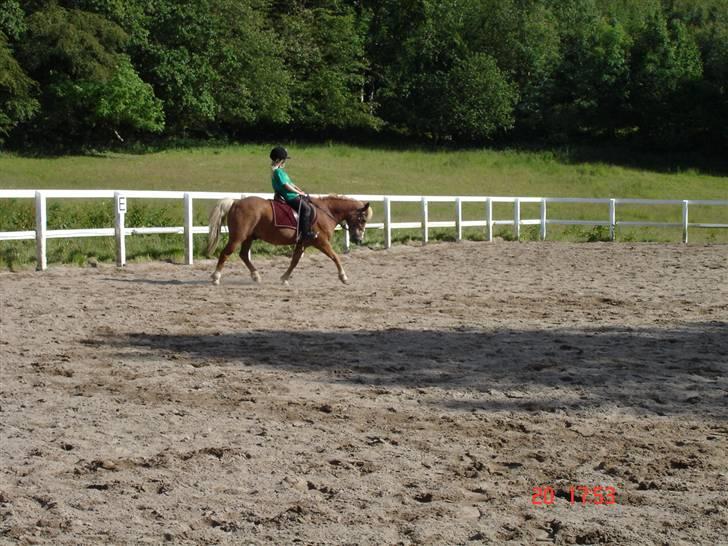 Anden særlig race Jack *AFLIVET SAVNER DIG* billede 20