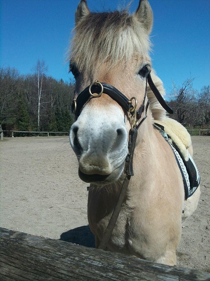 Fjordhest Ebbetorns Fjuri - Velkommen til Fjuris profil ;-) billede 1