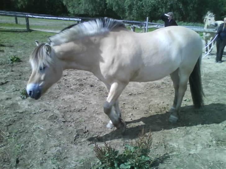 Fjordhest Ebbetorns Fjuri - Første dag jeg så Fjuri... Jeg vidste det skulle være ham!!!<3 billede 2