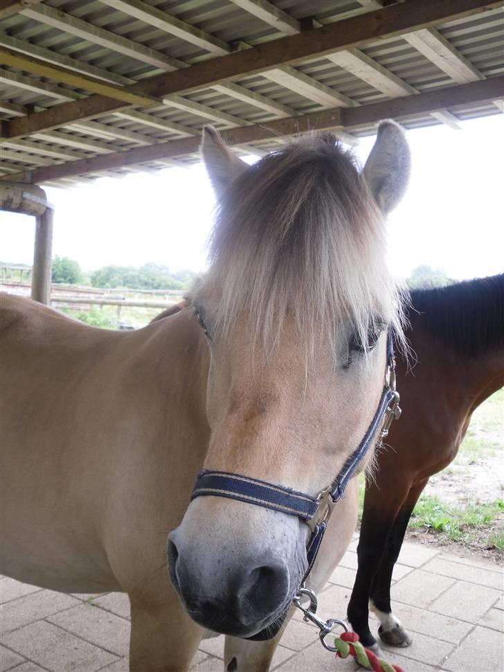 Fjordhest Ebbetorns Fjuri - Smukke! <3 billede 9