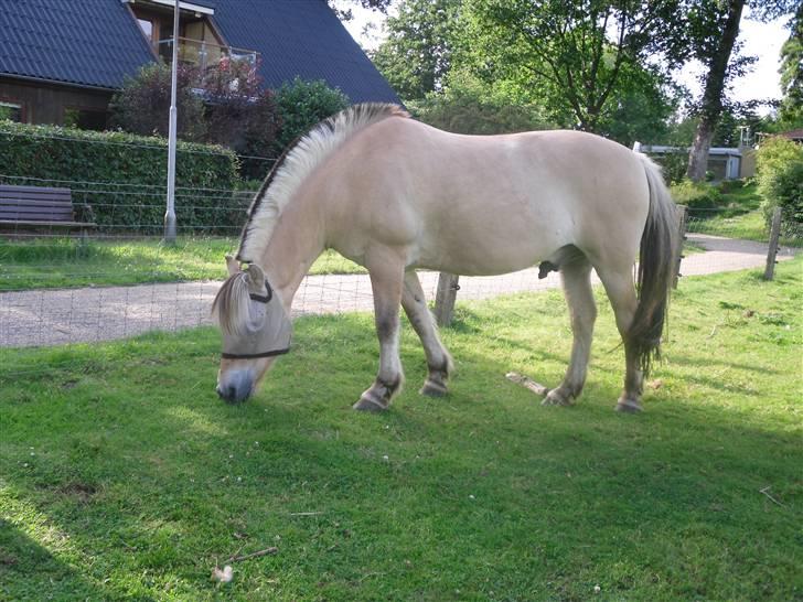 Fjordhest Ebbetorns Fjuri - Den skønne basse<3 billede 10