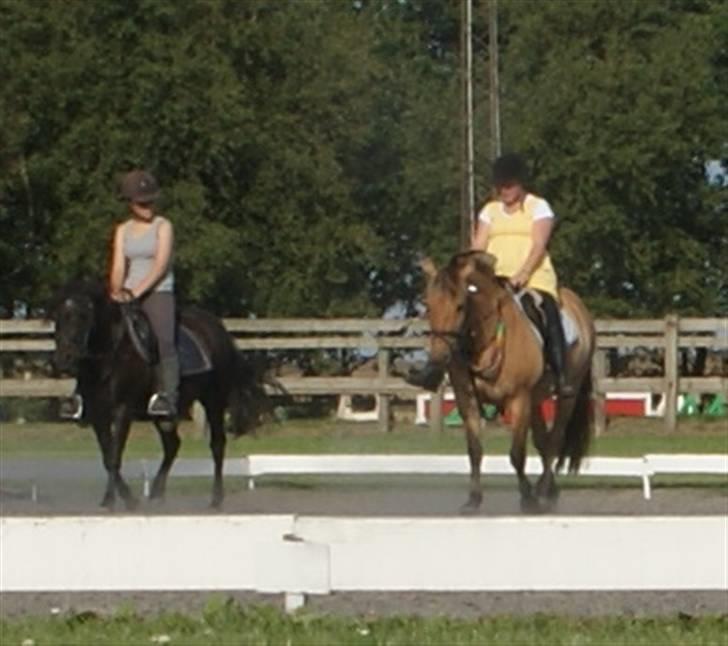Anden særlig race Seven - lidt hygge efter spring timen med josse og flicka : foto daddie/far billede 9