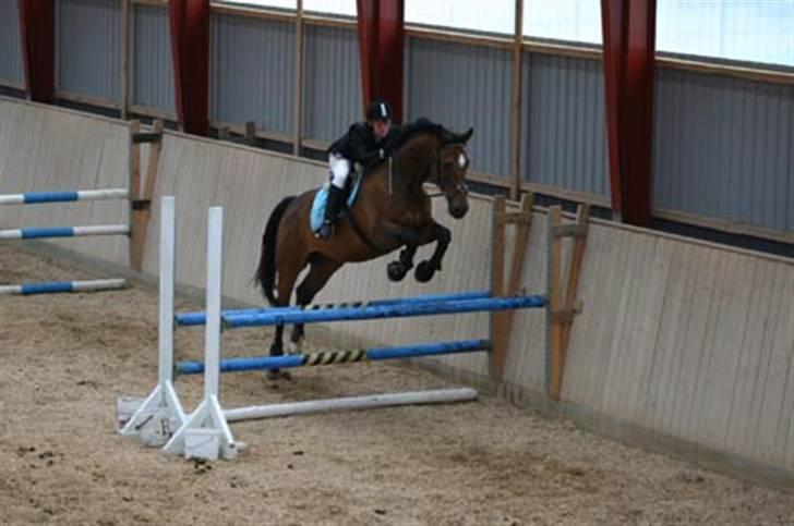 Hollandsk Varmblod Replay m. billede 5