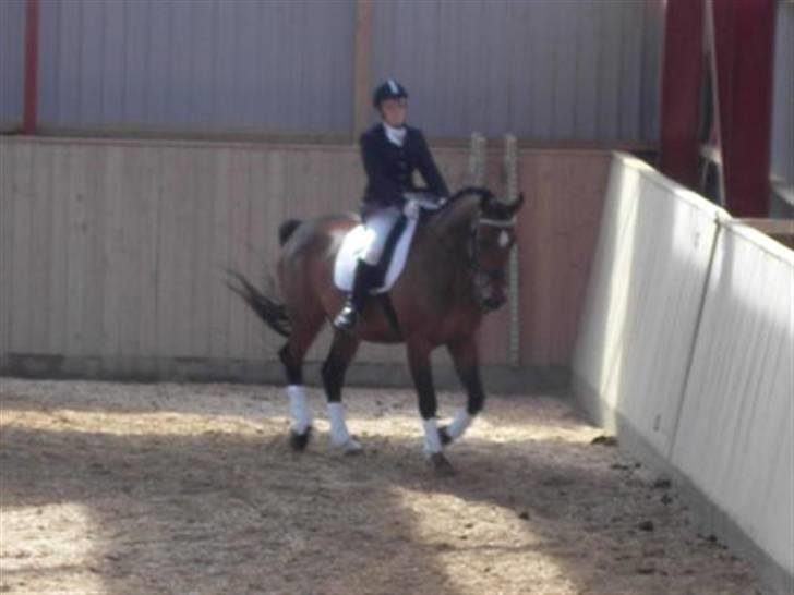 Hollandsk Varmblod Replay m. billede 7