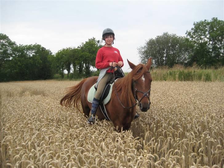 Anden særlig race Kiara billede 13