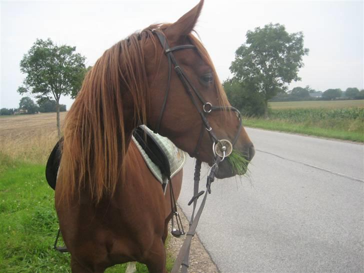 Anden særlig race Kiara billede 14